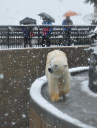 冷え込み:今冬一番の寒さ 秋田市で初雪 強風で鉄道乱れる ／秋田