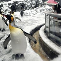 旭川の初雪、昨年より４６日遅れ