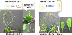 3種類のタンパク質のバランスによって植物細胞の長さが決まる - 産総研