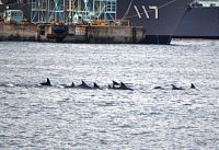 イルカの群れ、長崎港に 野母崎などにいる群れか