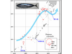 水産庁など、太平洋クロマグロの仔稚魚の分布調査結果を発表