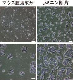 47NEWS ＞ 共同ニュース ＞ ｉＰＳ細胞を大量培養、京大など １カ月で２００倍以上