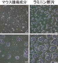 ｉＰＳ培養効率２００倍 教授ら発表