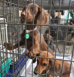 動物愛護法違反:和泉の犬屋敷摘発 敷地内に１６１頭