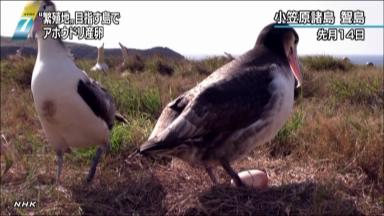 アホウドリが初産卵 新たな繁殖地の小笠原・聟島