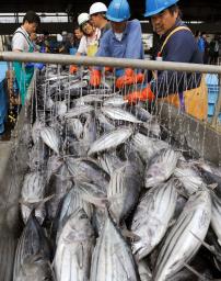 カツオ水揚げ量 気仙沼漁港１６年連続日本一