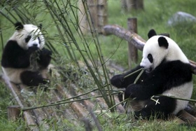 温暖化でパンダ危機に 餌のササ激減予測 米中の研究チーム