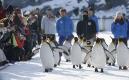 ペンギンの雪中散歩始まる 北海道・旭山動物園