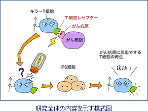 免疫細胞の能力回復 東大など、ｉＰＳ化で若返り