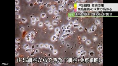 ｉＰＳ活用、免疫細胞を量産…若返りにも成功