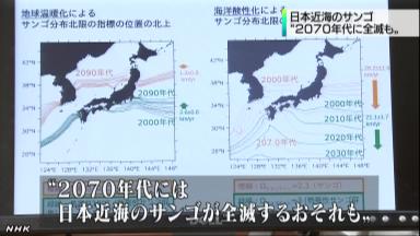 日本近海のサンゴ、２０７０年代に危機的状況？