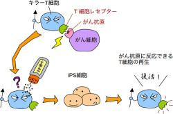 理研、iPS細胞技術で同じがん抗原のT細胞を大量に分化誘導することに成功