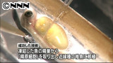 凍結精巣から生きた魚…絶滅種応用に期待