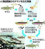 ニジマスからヤマメが…東京海洋大学で実験成功