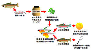 東京海洋大、凍結細胞から生きた魚の作出に成功 - 絶滅危惧種の保全に期待