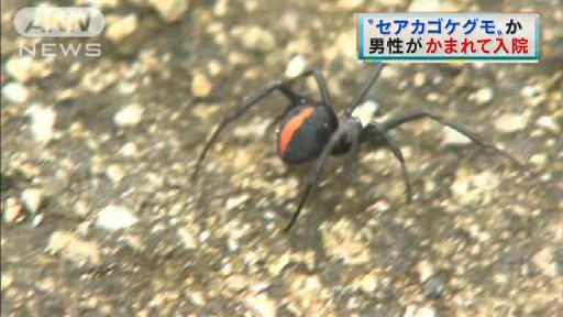 自販機にセアカゴケグモか 福岡で男性がかまれる