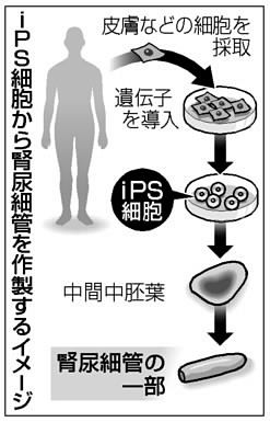 ｉＰＳから腎臓の一部 京大チームが世界初