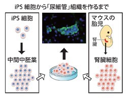 ｉＰＳ細胞:腎組織までの分化に成功 京大グループ