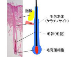 毛髪再生、ｉＰＳで前進…皮膚組織形成に成功