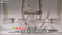 空腹時に記憶力向上 ハエの実験で発見（東京都）