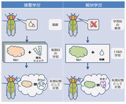 空腹状態が記憶力を向上させる - 東京都医学総合研究所などが仕組みを解明