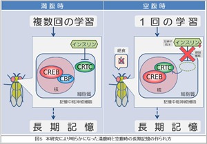 記憶力:空腹でアップ ハエ実験、インスリン減で脳内活性化−−米科学誌掲載