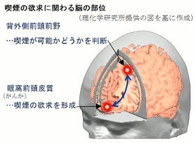 喫煙欲求に関わる脳の部位発見 神戸の理研など