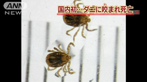 国内初…ダニにかまれ死亡 全国で発生の可能性も