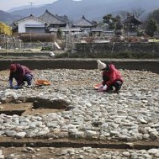 石敷き見つかる～飛鳥寺西方遺跡