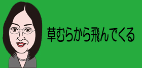 ダニから新型感染症「SFTS」山口で確認！発症から1週間で死亡