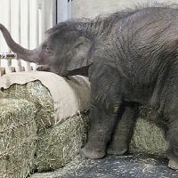 赤ちゃんゾウ、両前脚を骨折…豊橋の「マーラ」