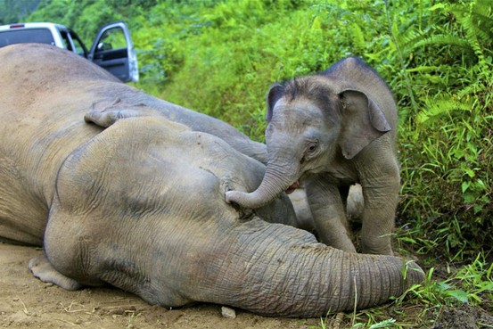 ＜マレーシア＞ 絶滅危惧種ボルネオゾウ毒殺か 害獣で処分