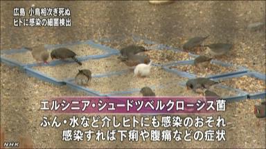 広島、小鳥４９羽が感染症で死ぬ 安佐動物公園