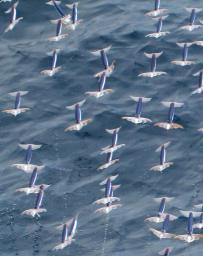 イカに高度な「飛行」能力＝空中で加速、ひれ広げ滑空－北大など