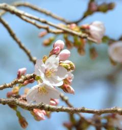 桜の開花、今年は早め？ 九州では３月１９日ごろから