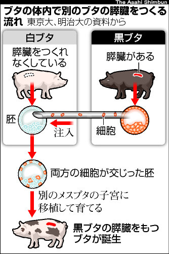 ブタ体内で膵臓を作製 東大教授ら、ヒト臓器も視野に