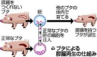 ブタの膵臓再生に成功…ヒトへの応用には課題