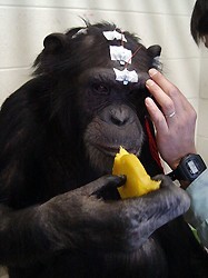 チンパンジー:感情的な刺激への感受性 初めて確認