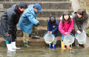 手取川支流でサケ稚魚 目印付けて“わが子”放流