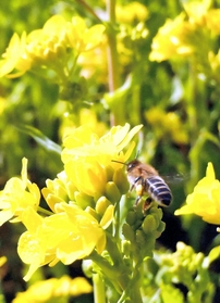 寒い中、鳥や虫は目覚め早く きょう「啓蟄」