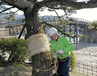 吉香公園の松こも外し 啓蟄