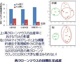 1匹のマウスから500匹以上のクローン作出に成功