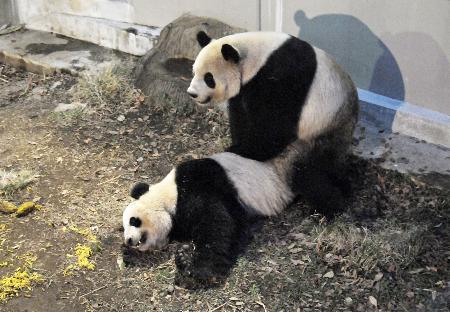 上野動物園のパンダ、交配行動を２回確認