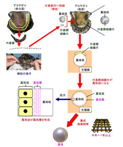 養殖真珠:メカニズムを遺伝子レベルで解明