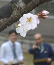 福岡で桜咲く 全国で一番早く