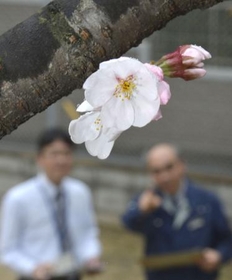 桜:福岡市で開花発表 平年より１０日早く