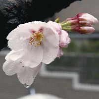 福岡で桜開花、全国で最も早く