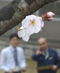 東京、１７日に桜開花＝大阪２４日と予想－気象協会