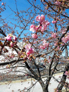 取手で河津桜咲き始める