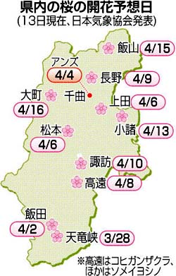 桜とアンズの開花早まる 気象協会予想